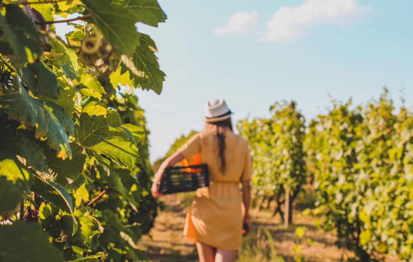 Silverado Trail: The Serene Side Of Napa  Valley